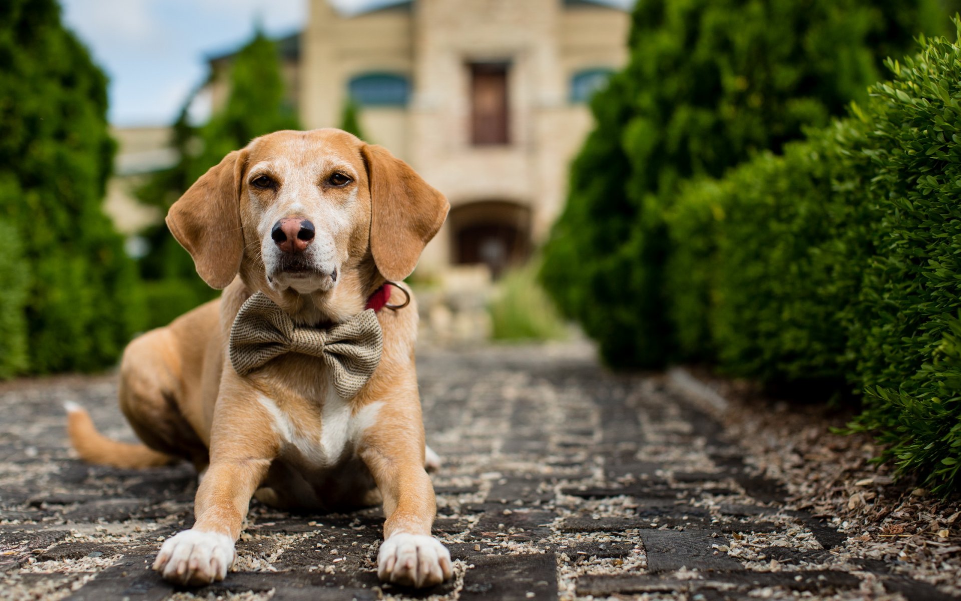 hund freund blick