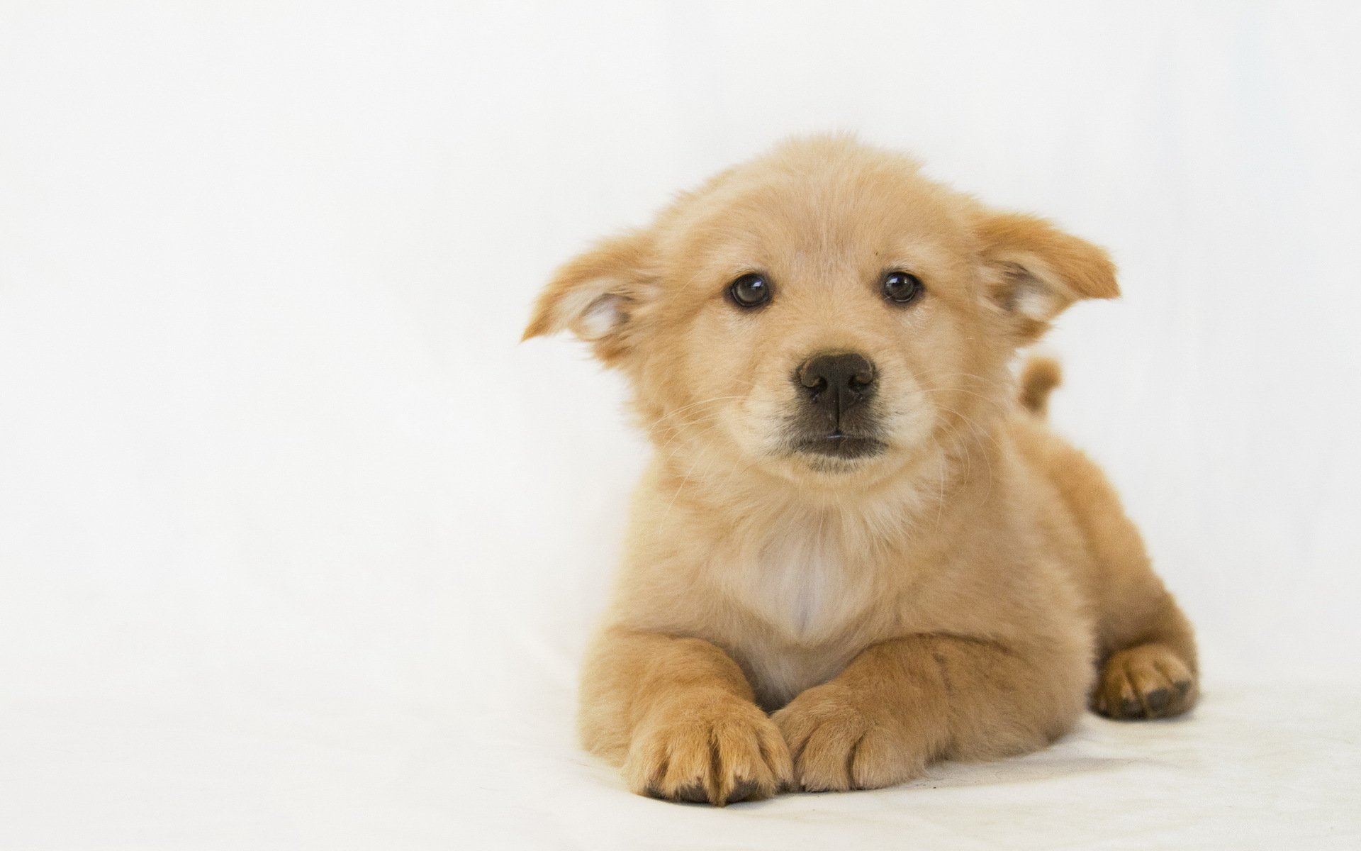 perro cachorro fondo