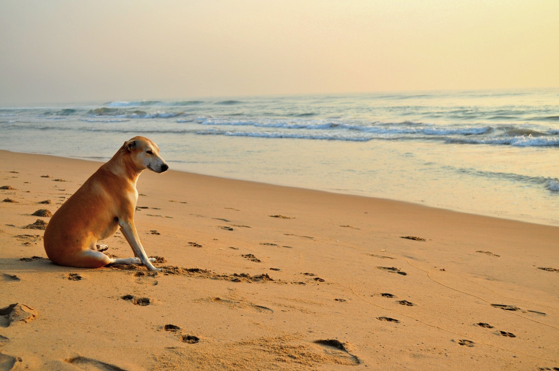 ea. wave sand beach traces dog sunbathing