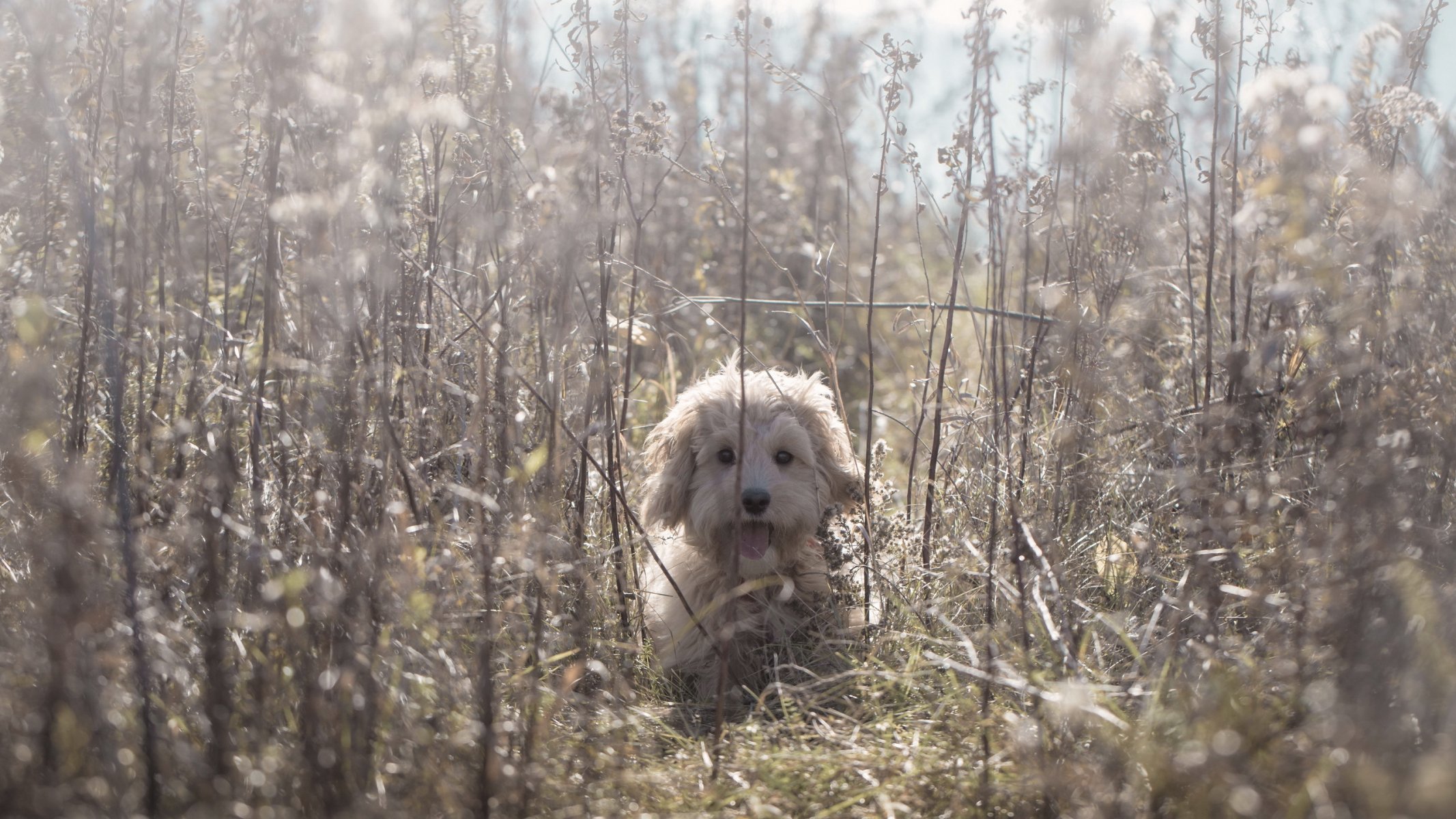 perro amigo naturaleza