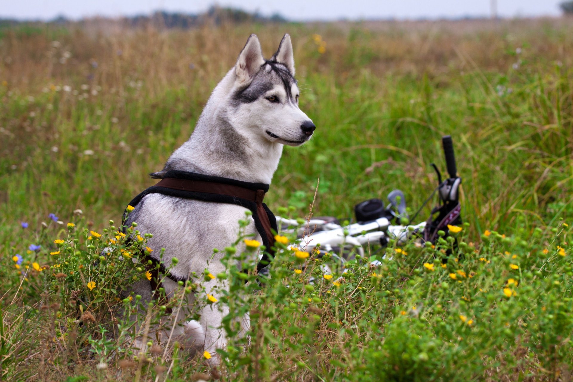 malamute campo fiori bicicletta