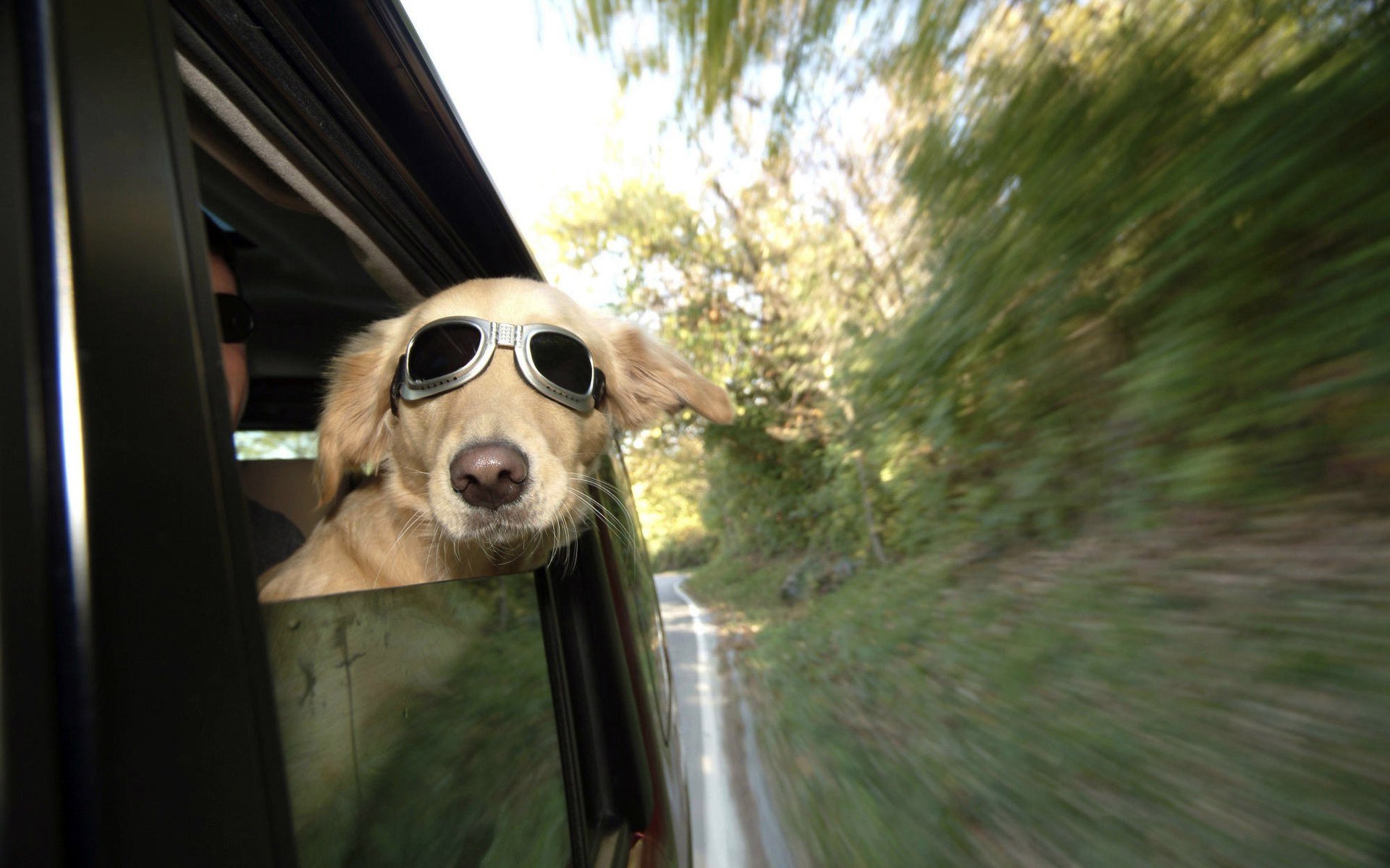 dog glasses railway human ears wind