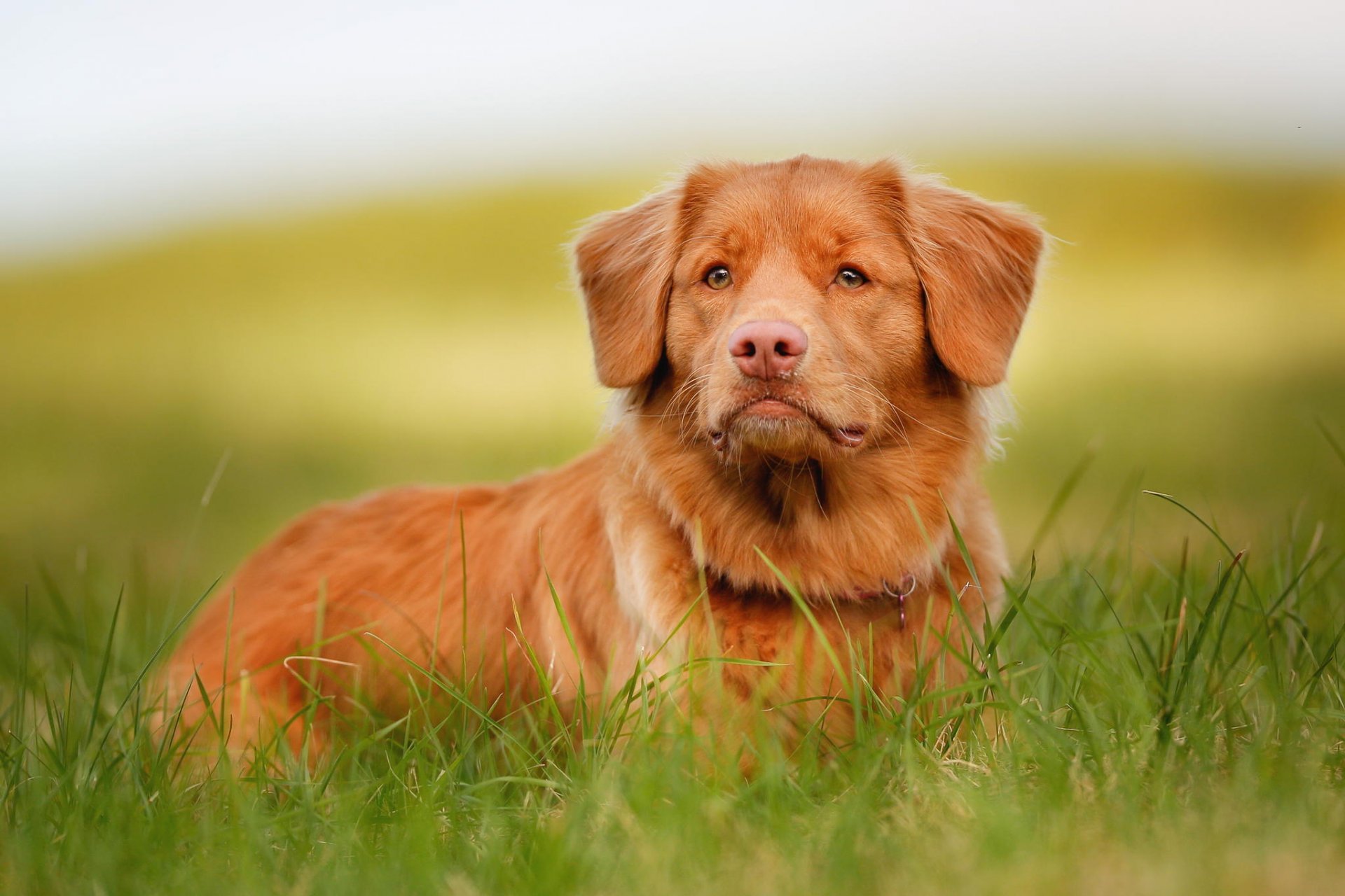 face view red retriever