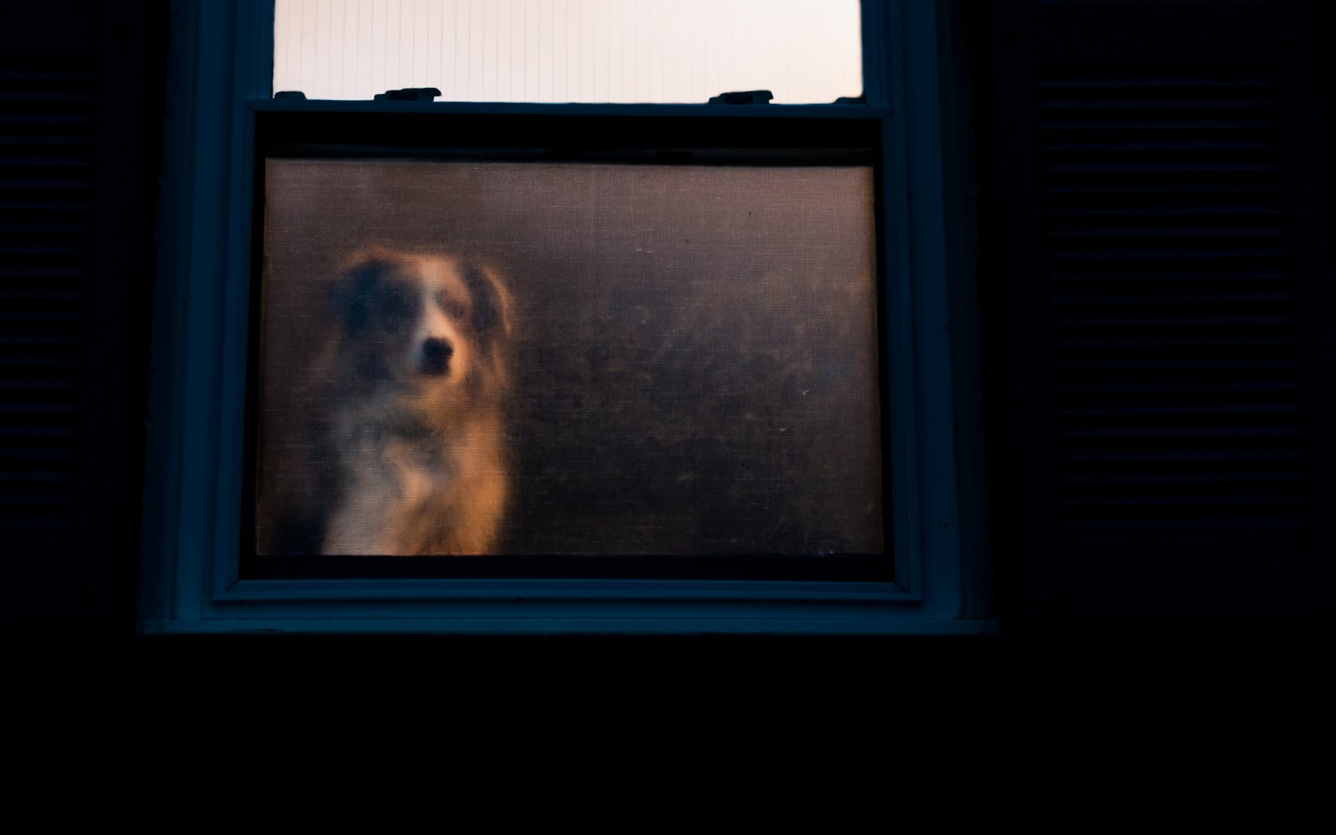 cane finestra casa devozione