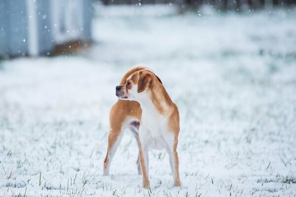 Winterfoto eines roten Hundes