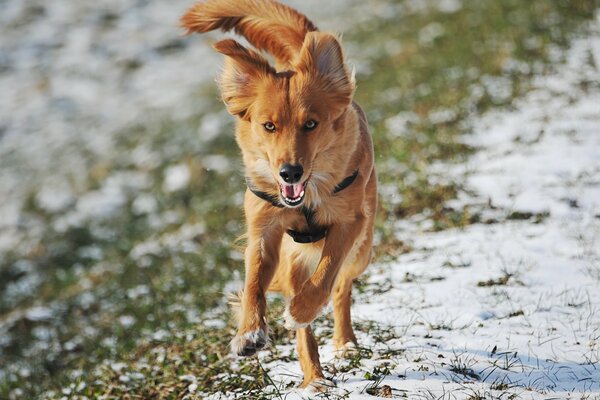 Perro rojo corre sobre hierba cubierta de nieve