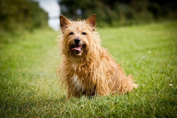 Jeux avec un chien sur l herbe