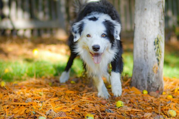 Le chien est très heureux avec son propriétaire