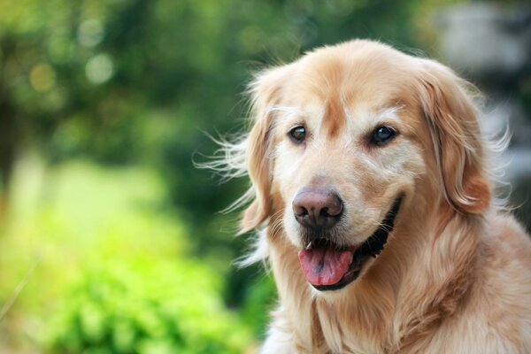 Der Hund auf dem Hintergrund der Bäume schaut in die Kamera