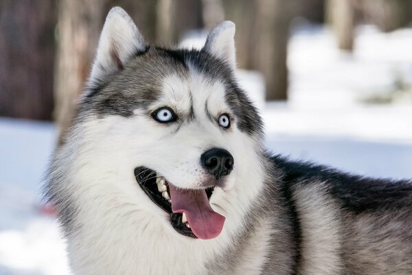 Husky aime courir dans la rue en hiver