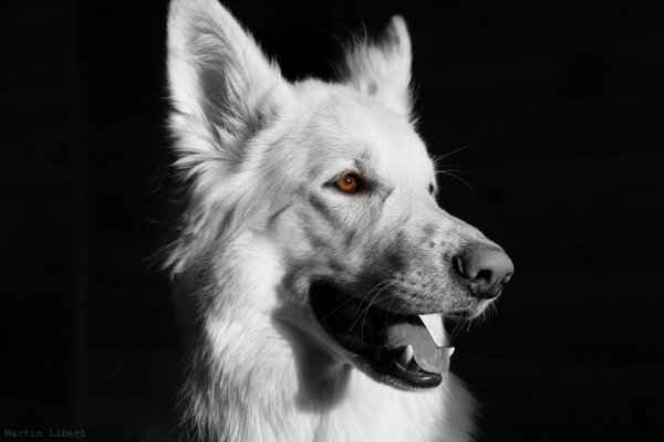 White dog with brown eyes on a black background