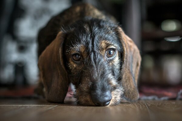 Chien amical aux yeux bruns sur le sol