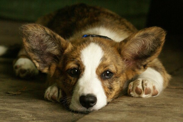 À quoi ressemble le museau de Corgi