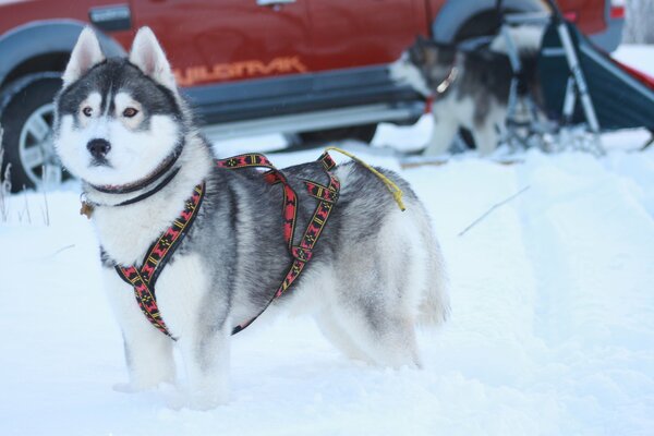 Welpen der Rasse Husky Winter Schnee