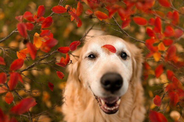 Perro en el fondo de las hojas de otoño