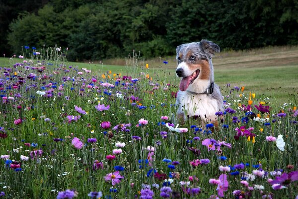 A dog in nature walks in the grass