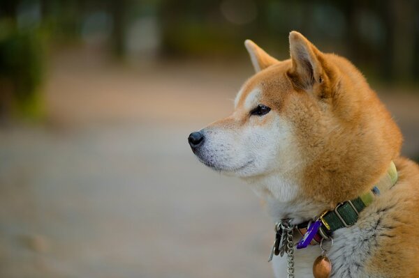 Fluffy red dog with a fancy collar