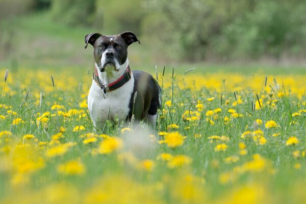 Domestic dog in the field