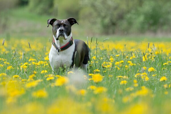 Домашняя собака в поле
