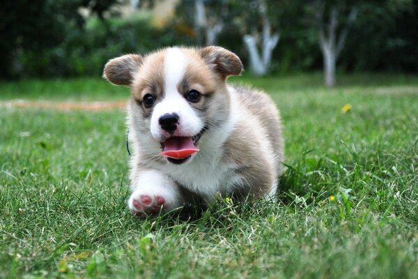 Puppy jogging on the lawn