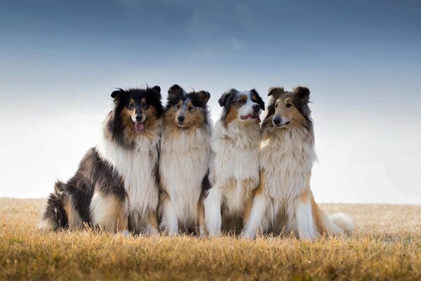 Four Australian Shepherds on the field