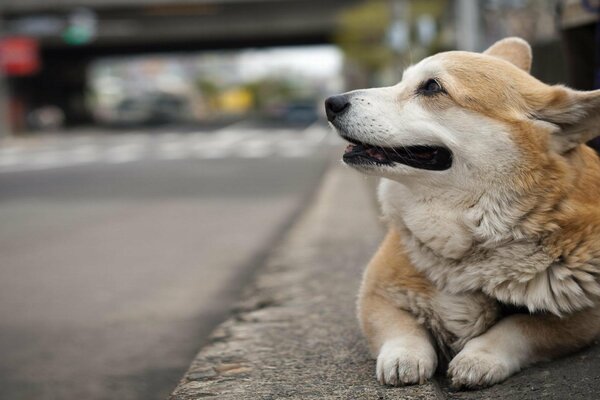 A Welsh Corgi dog is lying on the street