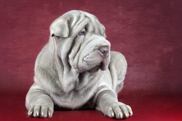 Gris importante Shar Pei, perro amigo del hombre