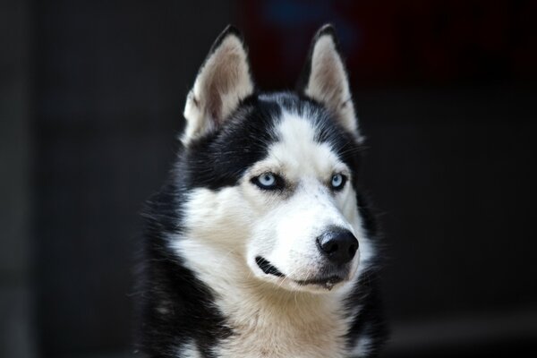 Der Hund ist weiß, schwarze Augen sind blau