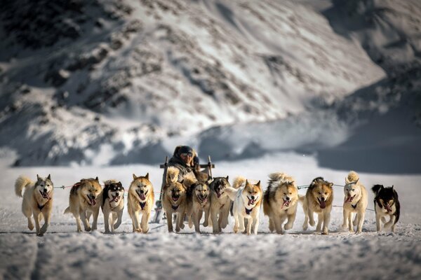 Huskies in a sleigh sled winter fairy tale