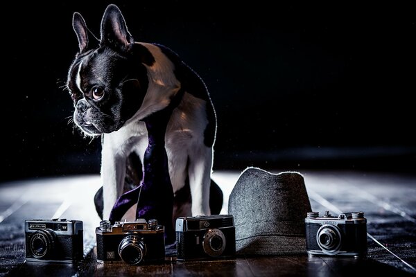 A black and white dog sits on a black background with a camera