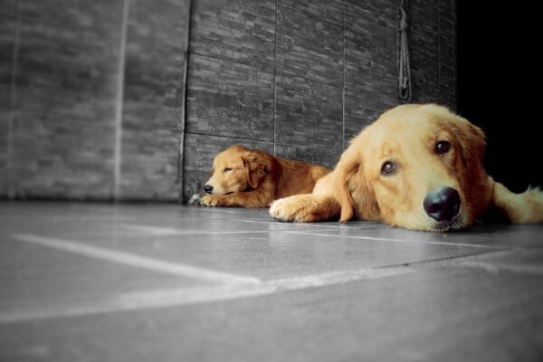 Two golden retrievers on a gray background