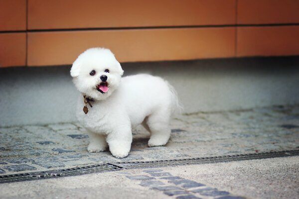 Mignon, blanc, chiot en peluche avec collier