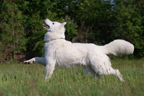 Chien court sur une Prairie verte