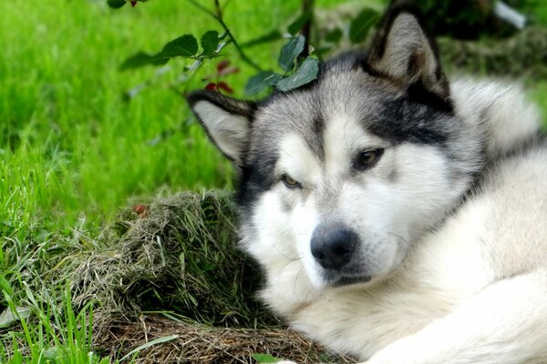 Husky, un perro para la vida del Norte