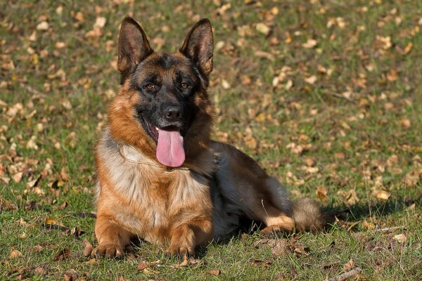 Ein deutscher Schäferhund liegt auf dem Gras