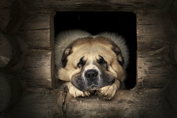 The guard dog is lying in the kennel