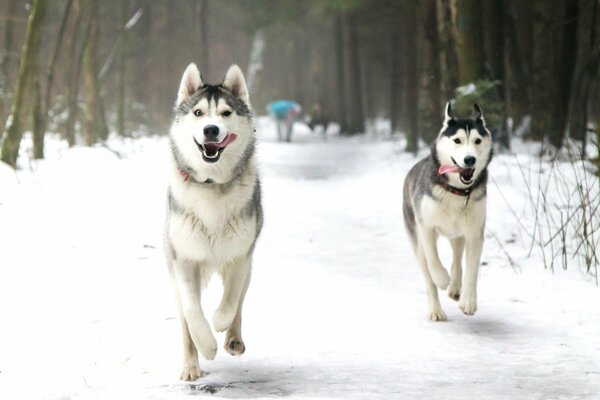 Two weak huskies winter snow