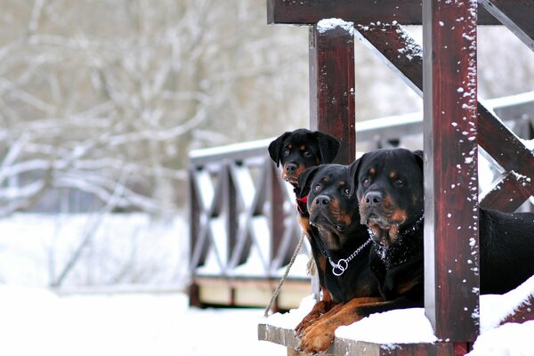 Winter, Landhaus Schnee Rotweller