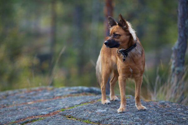 A calm dog in the wild