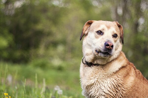 A big red dog sitting in a clearing and looking away