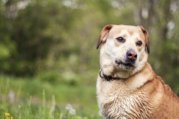 Duży czerwony pies siedzący na polanie i patrzący w bok