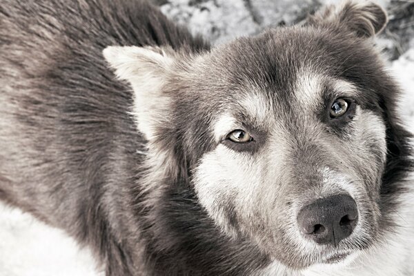 Schwarz weiß Hund Augen Traurigkeit