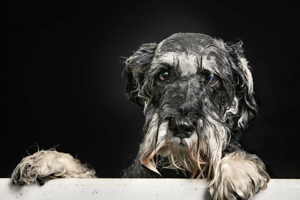 Wet Dog Guarda lamentosamente dal bagno