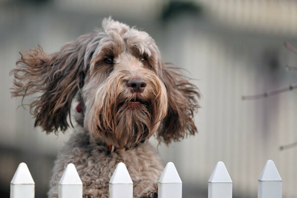 Zottiger Hund im Sprung hinter dem Zaun