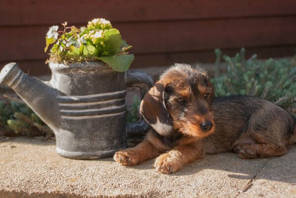 The puppy is lying in the garden by the flower bed