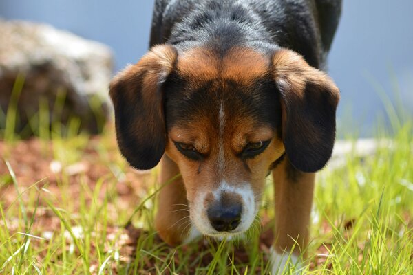 Cani da caccia in affari