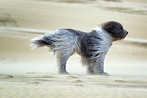 Der Hund ist im Sand, der Wind schwingt das Fell