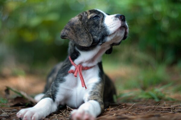 Sabaka puppy branches lying