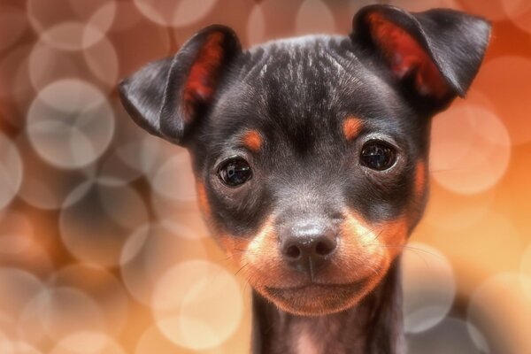 Cucciolo carino girato in un servizio fotografico