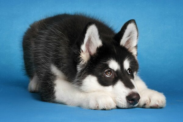 Cane Malamute bianco e nero su sfondo blu